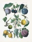 Brignolle