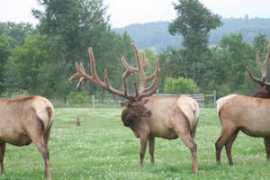 orrlakeelk.weebly.com Bringans