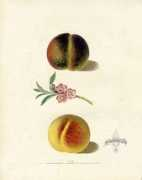 Brookshaw
