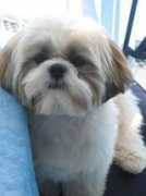 shihtzu.free.fr Brouant