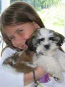 shihtzu.free.fr Brouant