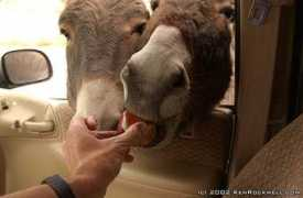 kenrockwell.com Brro