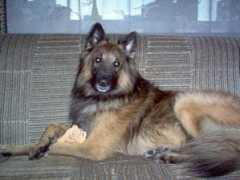 belglane.koduleht.net Brusik