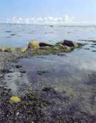 .skovognatur.dk Bugter