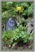 naturephoto-cz.com Bulbuc