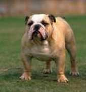 Buldog