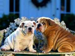 myfreewallpapers.net Bulldogs