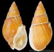 Bullia