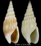 Bullia