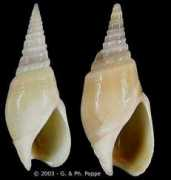 Bullia