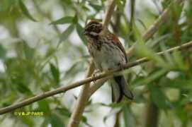 baladeornithologique.com Bunting