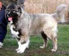 security-dog.org Buravleva
