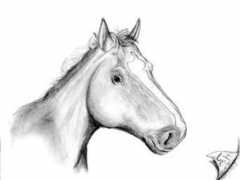 Caballus