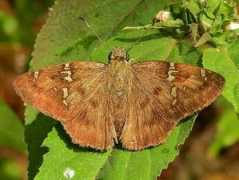 butterfliesandmoths.org Cabares
