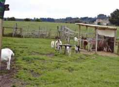 Cabras