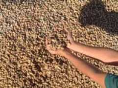 madeo.free.fr Cacahuet