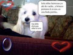 Cachibache