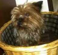 menandpets.com Caciotto