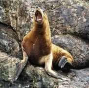 alaska.net Cagnolatti