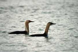 alaska.net Cagnolatti