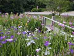 zydecoirises.com Caillet