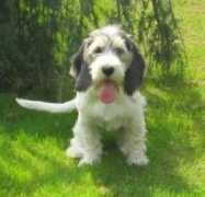 plainvillehounds.co.uk Caillette