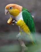 Caique