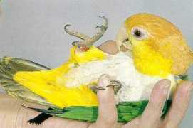 Caique