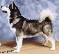 idigadog.com.au Caleah