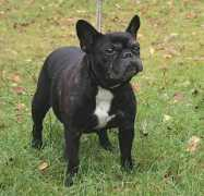 telemail.fi Calmonte