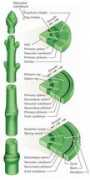 Cambium