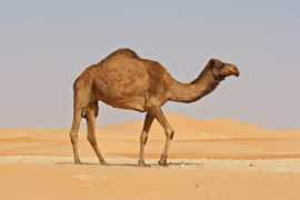 Camelius