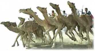 Camels