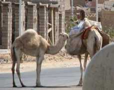 Camels