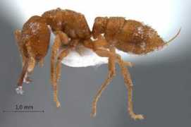 antbase.net Camillae