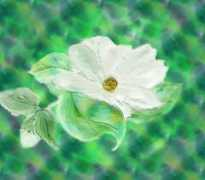 pjentoft.com Camillia