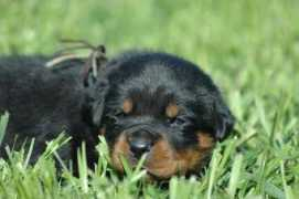 windegokennel.com Camom