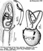 salticidae.org Canama