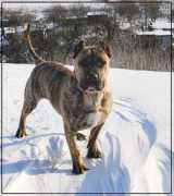 dogbreeds-and-doggie.com Canarion