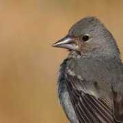 fotonatura.org Canarito