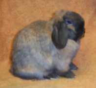 dnarabbitry.tripod.com Candiss