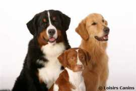 loisirscanins.com Canins