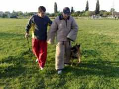 braveheartkennel.ro Canisa