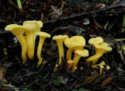 hiddenforest.co.nz Canth
