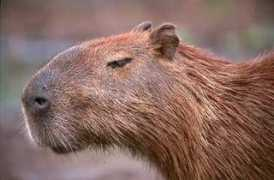 capibara.travellerspoint.com Capibara