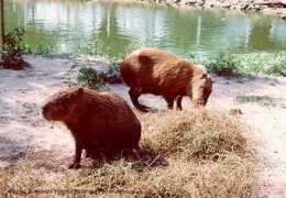 bolivia-internet.com Capibara
