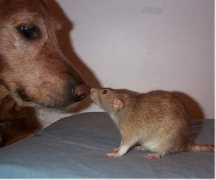 chicagocanine.com Caragin