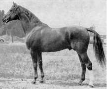 gestuet-haemelschenburg.de Carajan