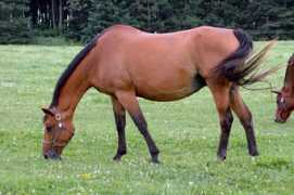 galtenfarms.tripod.com Carajan