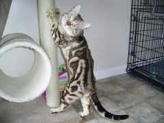 web.onetel.net.uk Caramelo